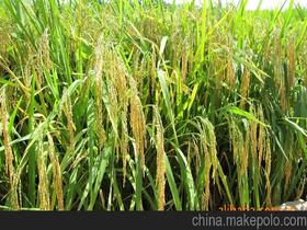 农作物水稻种子种苗价格 农作物水稻种子种苗批发 农作物水稻种子种苗厂家