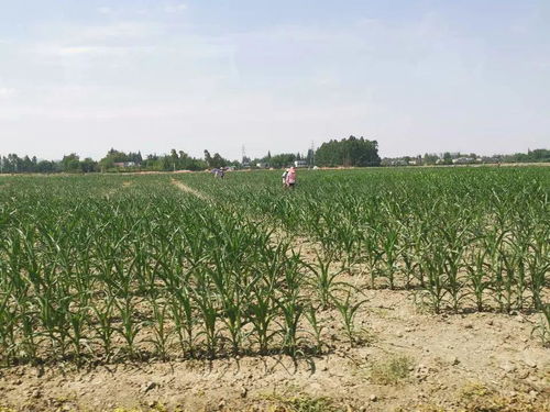 川报观察 四川整体旱情趋于中旱,农作物受旱面积352.2万亩