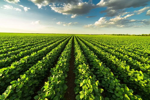 Nature子刊 提高作物产量 农作物微生物组是关键