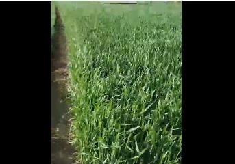 上海晟农生物科技介绍晟农博316在衡水等地小麦作物上的功效及使用方法