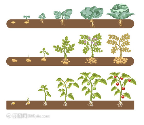 农作物生长周期矢量插画