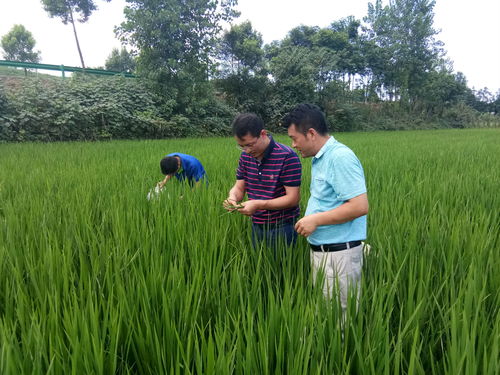 咸安区政府 省农作物病虫草鼠害防治指挥部第六督导组来我区督查指导水稻病虫害防控工作