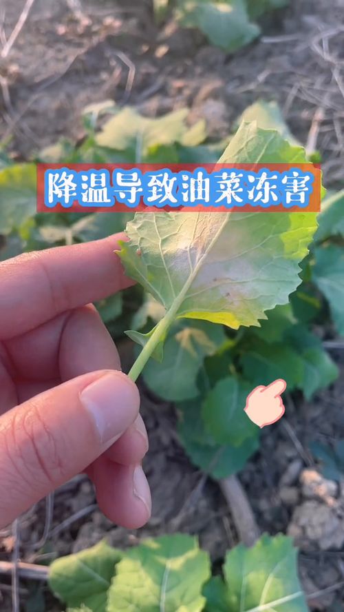 油菜冻害的类别 分类补救 农业技术 农作物农技110